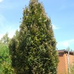 Fagus sylvatica 'Dawyck Purple'