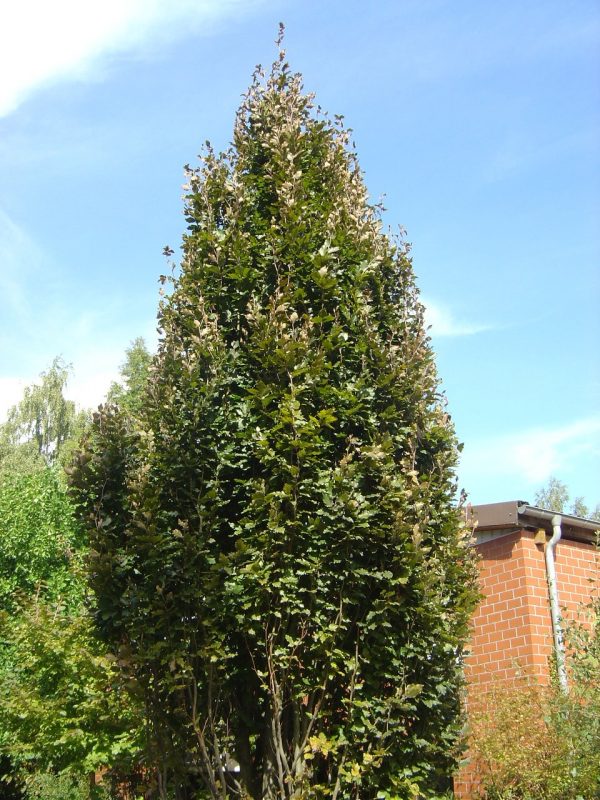 Fagus sylvatica 'Dawyck Purple'