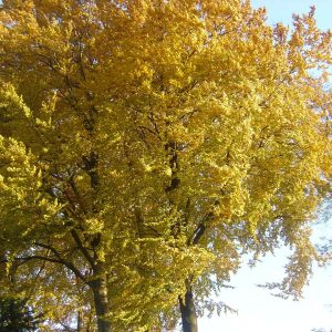 Fagus sylvatica