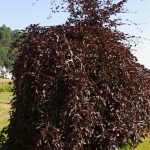 Fagus sylvatica 'Purple Fountain'