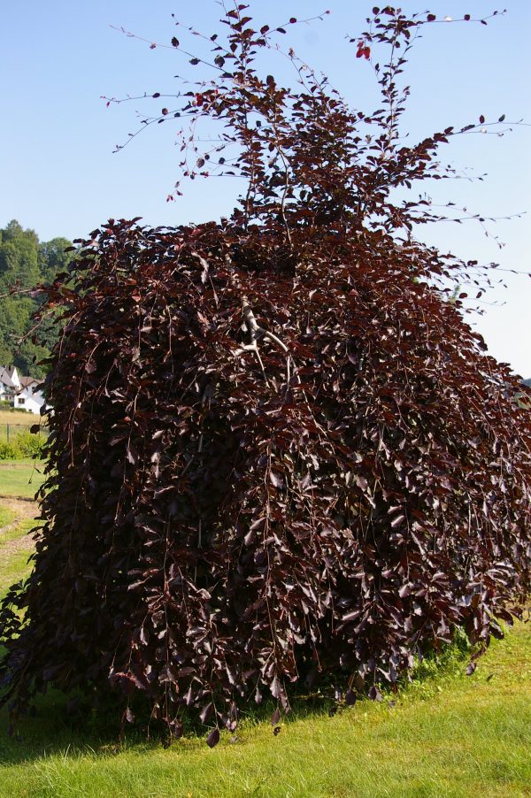 Fagus sylvatica 'Purple Fountain'