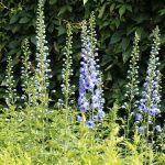 Delphinium x elatum 'Sommerwind'