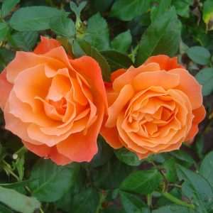 Rosa 'Fellowship' ®