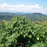 Ficus carica in Sorten