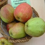 Apfel 'Finkenwerder Herbstprinz'