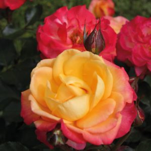 Rosa 'Flaming Star' ®