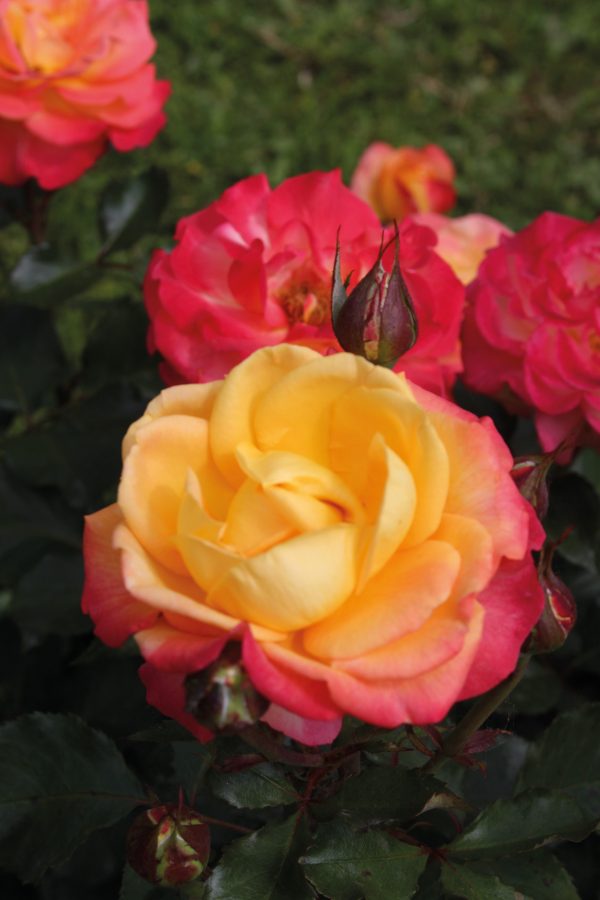 Rosa 'Flaming Star' ®