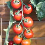 Tomate 'Flavance' F1