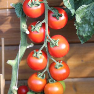 Tomate 'Solena Red' F1