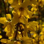 Forsythia intermedia 'Goldrausch'