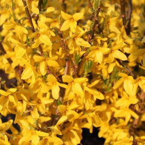 Forsythia intermedia 'Minigold'