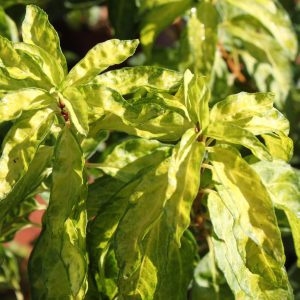 Forsythia intermedia 'Fiesta'