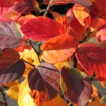 Fothergilla major 'Blue Shadow'