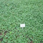 Fragaria chiloensis 'Chaval'