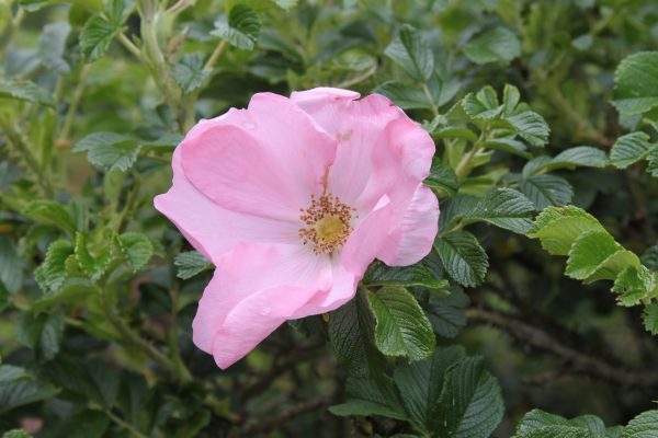 Rosa rugosa 'Dagmar Hastrup'