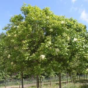 Fraxinus ornus 'Meczek'