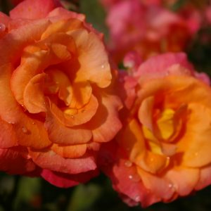 Rosa 'Freisinger Morgenröte' ®