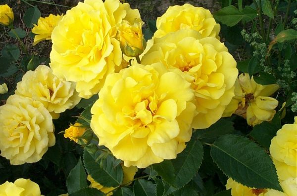 Rosa 'Friesia' ®