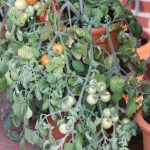 Tomate 'Fuzzy Wuzzy'