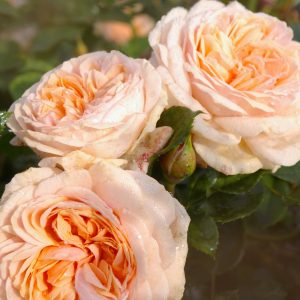 Rosa 'Garden of Roses' ®