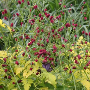 Sanguisorba officinalis 'Japan'