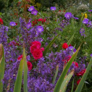 Rose Red Leonardo mit Katzenminze + Rozanne