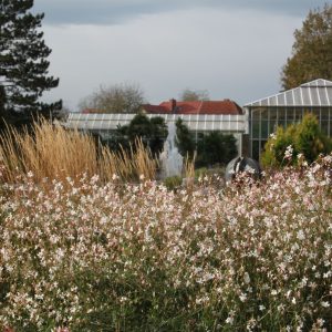Gaura (Oenothera) lindheim. 'Whirling Butterflies'