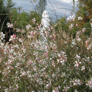 Gaura (Oenothera) lindheimerii 'Short Form'