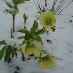Helleborus x hybridus (orient.-Hybr.) "Gelb"
