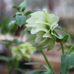 Helleborus x hybridus (or- Hybr) "Gefüllt Gelb"