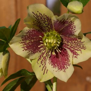 Helleborus x hybridus (or.- Hybr) "Yellow spotted"