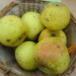 Apfel 'Gelber Münsterländer'