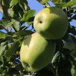 Apfel 'Gelber Richard'