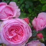 Rosa 'Geoff Hamilton' ®