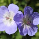 Geranium (wallichianum) Azure Rush ®