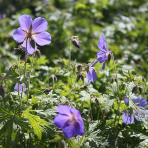 Geranium pratense Hybr. 'Johnsons Blue'
