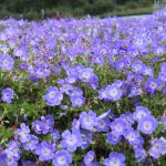 Geranium (wallichianum) ROZANNE® (Gerwat)