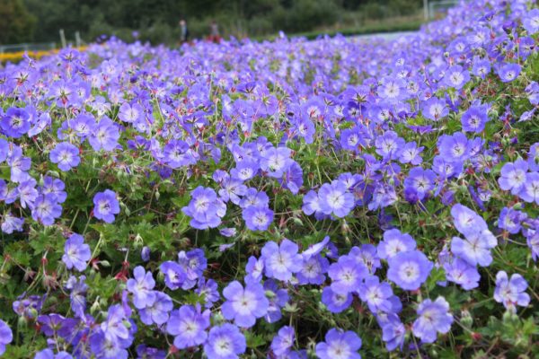 Geranium (wallichianum) ROZANNE® (Gerwat)