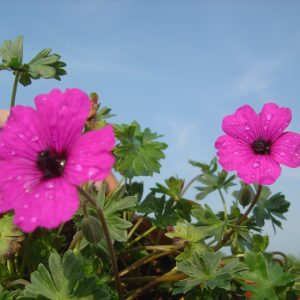 Geranium cinereum var. subcaulescens "Giuseppi"