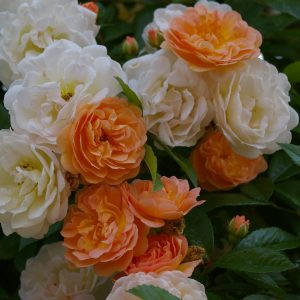 Rosa 'Ghislaine de Fèligonde' (multiflora)