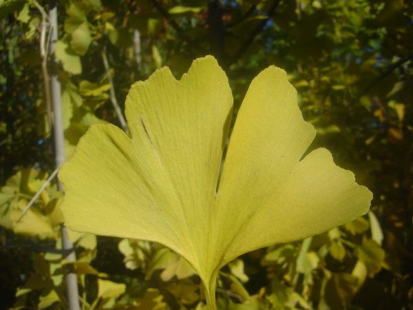 Ginkgo biloba