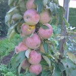 Apfel 'Ginover' ®
