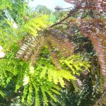 Gleditsia triacanthos 'Sunburst'