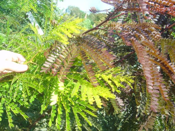 Gleditsia triacanthos 'Sunburst'