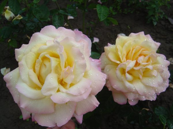 Rosa 'Gloria Die/Peace'