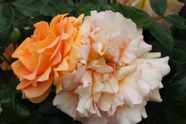 Rosa 'Goldelse' ®