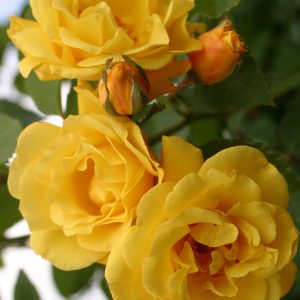 Rosa 'Golden Gate' ®