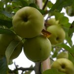 Apfel 'Golden Delicious'