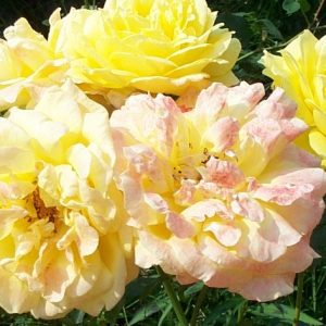Rosa Goldfassade