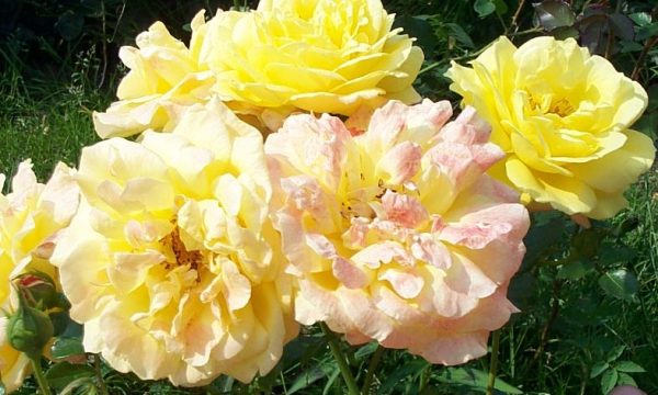 Rosa Goldfassade